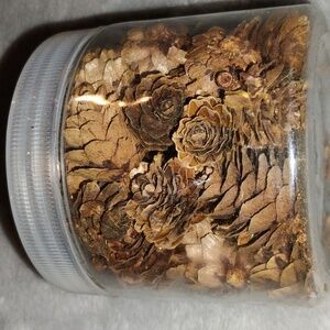 Tiny Treasures Pine Cones